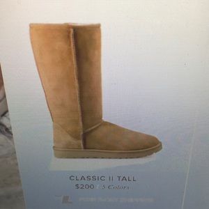 - Tall Chestnut Uggs great condition